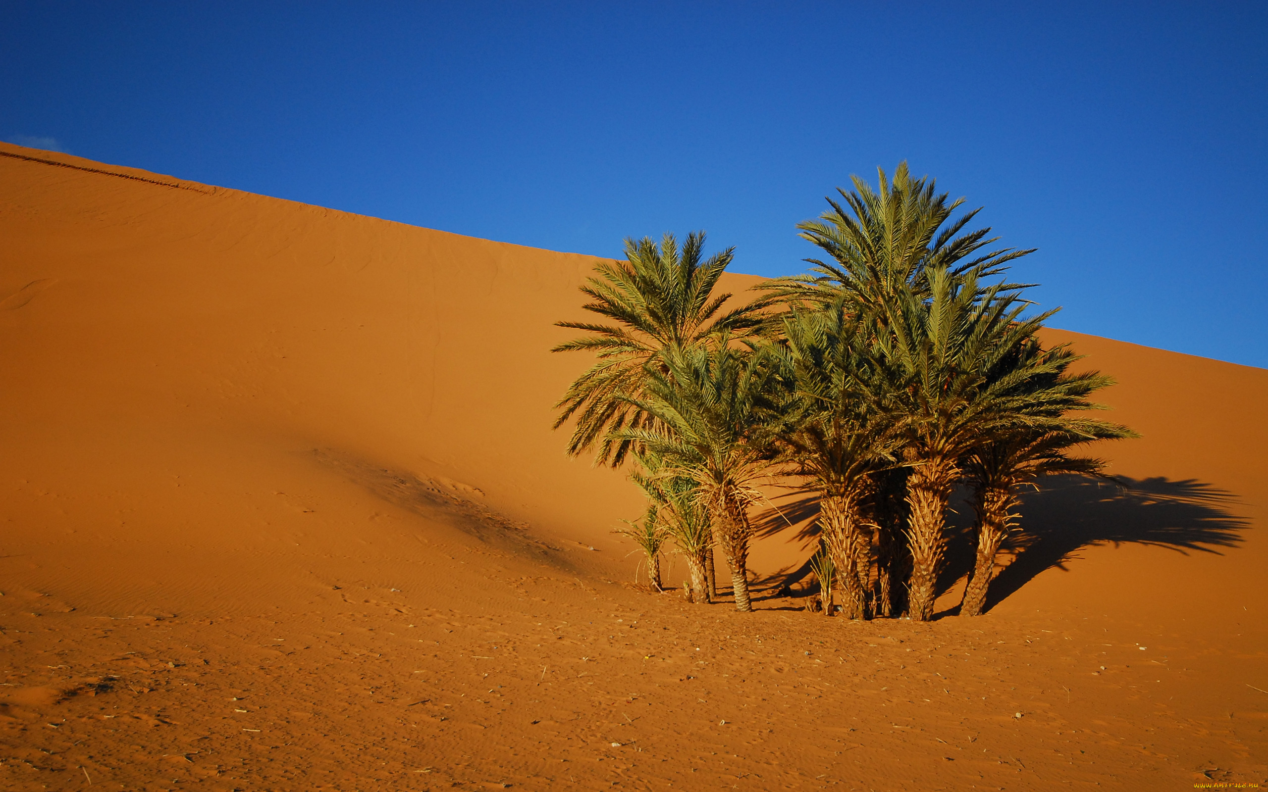 oasis, , , , , 